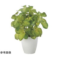 アートクリエイション バウヒニア 2446A60