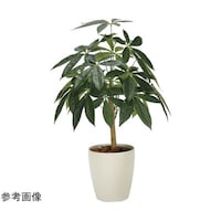 アートクリエイション パキラリーフツリー 72 2345A100