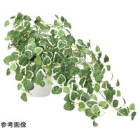 アートクリエイション プミラ 557H70