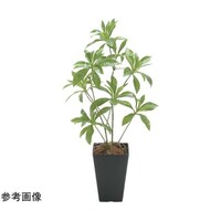 アートクリエイション フレッシュアセビ 2507 A55