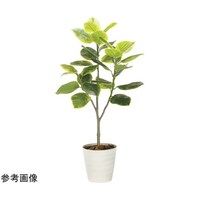 アートクリエイション フレッシュアルテシマ 1.65 2333A350