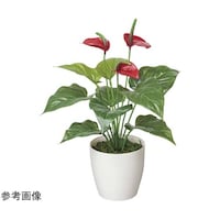 アートクリエイション フレッシュアンスリューム 389A35