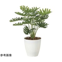 アートクリエイション フレッシュクッカバラ 2216A50