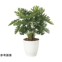 アートクリエイション フレッシュクッカバラ M 2215A75