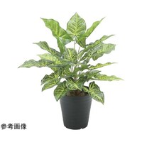 アートクリエイション フレッシュシンゴニューム 2534A60