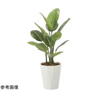 アートクリエイション フレッシュスキンダプサス 1.0 2240A160
