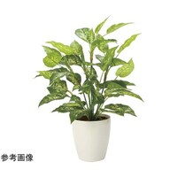 アートクリエイション フレッシュディフェンバキア L 2353A85