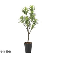 アートクリエイション フレッシュドラセナ 1.45 2017A300
