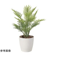 アートクリエイション フレッシュパーム 2217A50