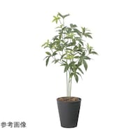 アートクリエイション フレッシュパキラ 95 2525A100