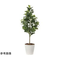 アートクリエイション フレッシュマネーツリー 1.15 2222A150