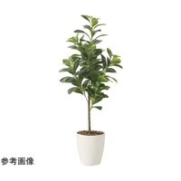アートクリエイション フレッシュマネーツリー 90 2224A120