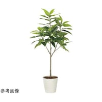 アートクリエイション フレッシュユラニア 1.6 2325A400