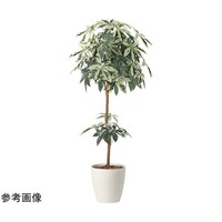 アートクリエイション ミルキーパキラ 1.6 2456A330