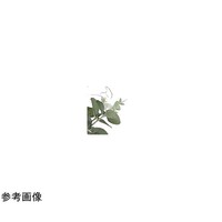 アートクリエイション ユーカリ 1.6 417P310
