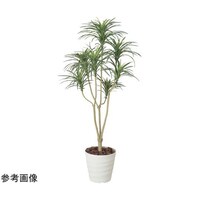アートクリエイション ユッカ 1.6 173A250