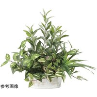 アートクリエイション 寄セ植エオリーブ 2348A100