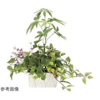 アートクリエイション 寄セ植エパキラ 2347A100