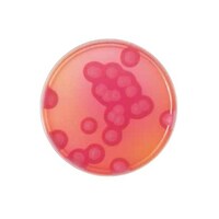 日本ベクトン・ディッキンソン BD BBL(TM) MYP寒天培地 1個(1本×20枚入) 251264