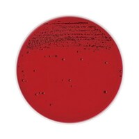 日本ベクトン・ディッキンソン BD BBL(TM) アネロコロンビアRS血液寒天培地 10枚 252484