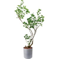 シモジマ フィカストライアンギュラス 125cm