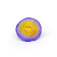 �[���X�C�@�[���X�C�@�y�d�r�s�@���v���J�T���S�@�r�X�@�p�[�v���C�G���[�@�r�X�@�Ή��p�i�@�P��