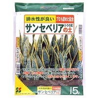 サンセベリアの土