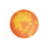 �l���������@��������������|�n�@�}���j�b�g�H�����V�|�n�@�i�R�O���k�~�Q�O�����j�@�P�D�S�U�O�Q�R�D�O�O�Q�O