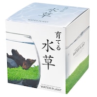 聖新 GD813 育てる水草(L) GD813 緑化用品 1個
