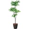 mini photo
