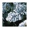 mini photo