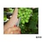 mini photo