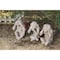 mini photo