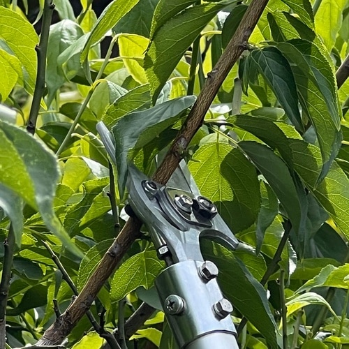 高枝鋏スゴタカ