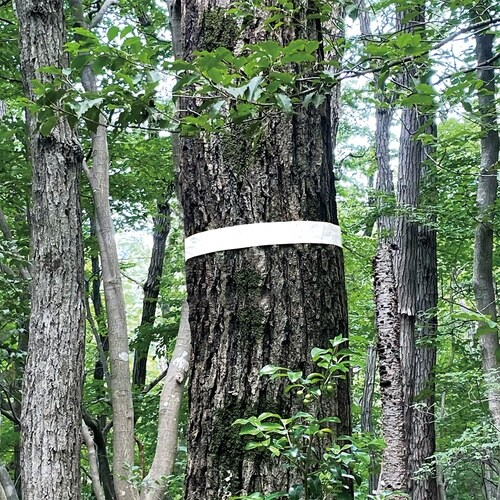 マーキングテープ