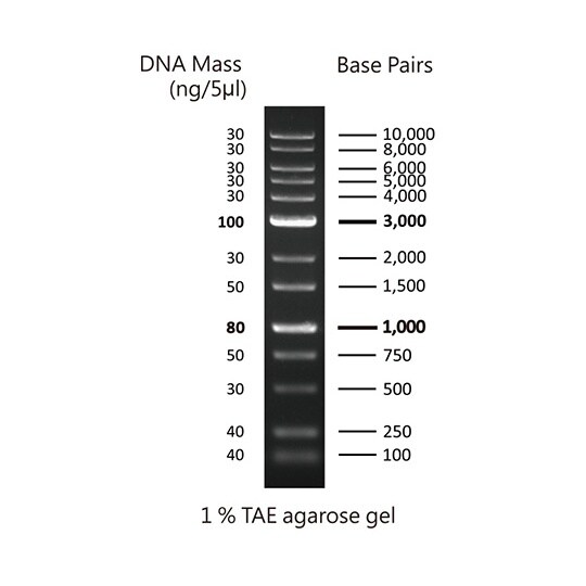 【冷凍】DNA電気泳動マーカDM015−R500