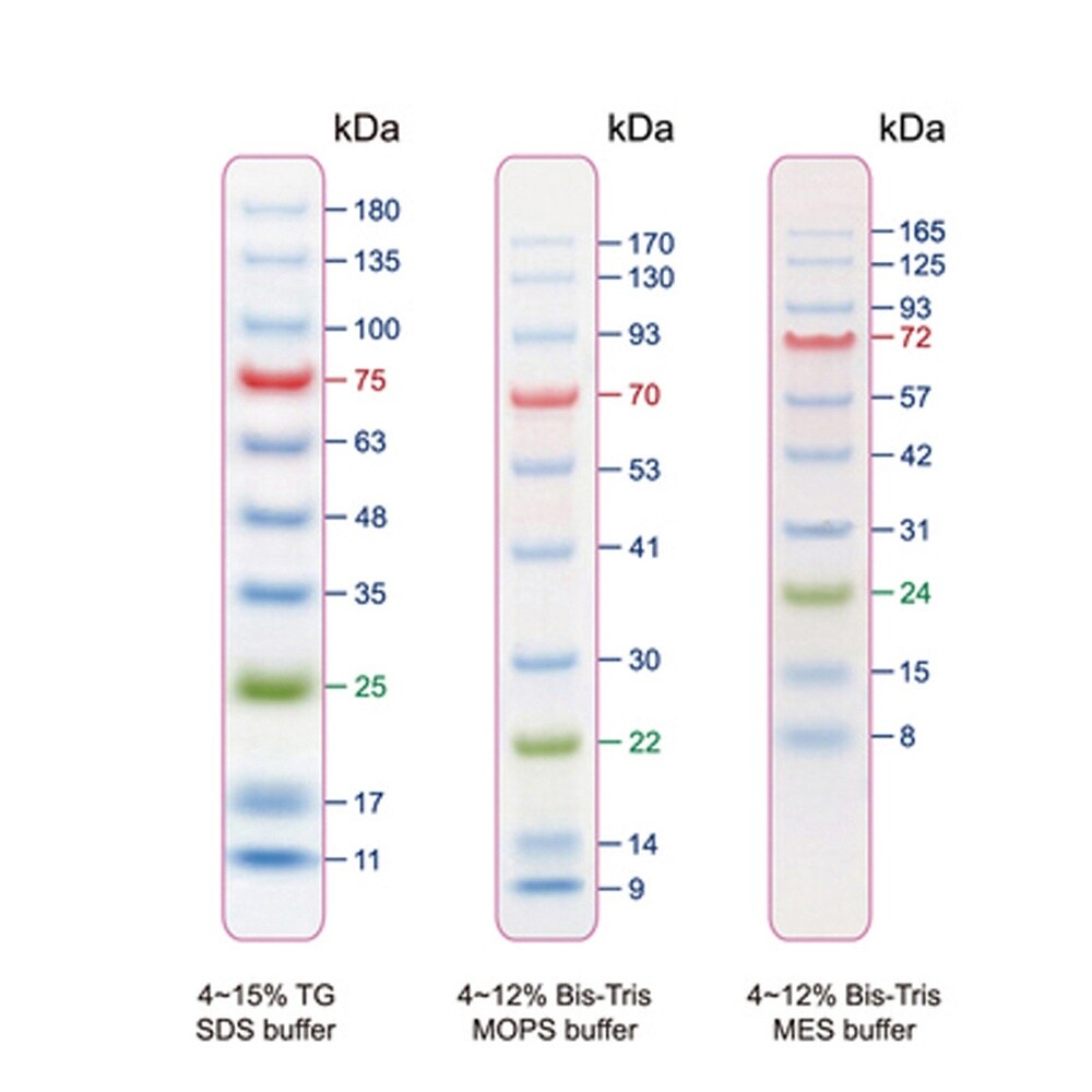 【冷凍】着色済みタンパク質ラダーマーカー PMB