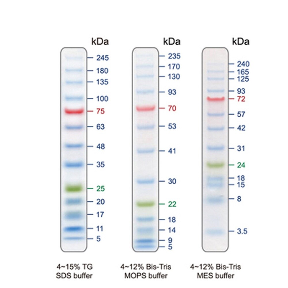 【冷凍】着色済みタンパク質ラダーマーカー PM0