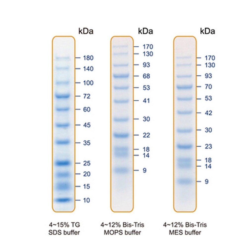【冷凍】着色済みタンパク質ラダーマーカー PM0