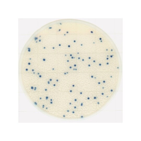 【冷蔵】EasyPlate 黄色ブドウ球菌数測定