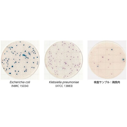 【冷蔵】EasyPlate 大腸菌・大腸菌群数測