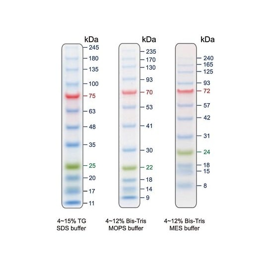 【冷凍】BLUeye Prestained Pr