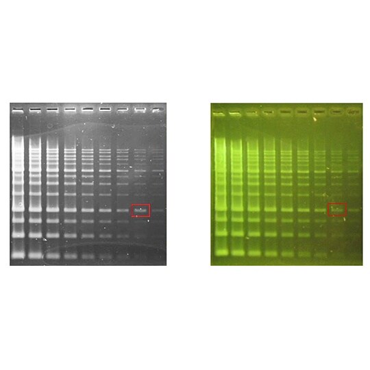 【冷凍】LD003−0500 DNA染色試薬