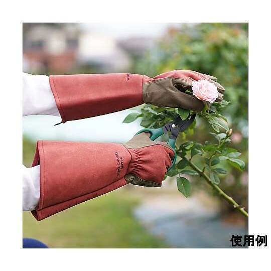 WEST COUNTY Rose ルビー