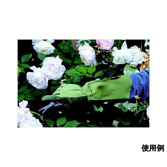 WEST COUNTY Rose モス