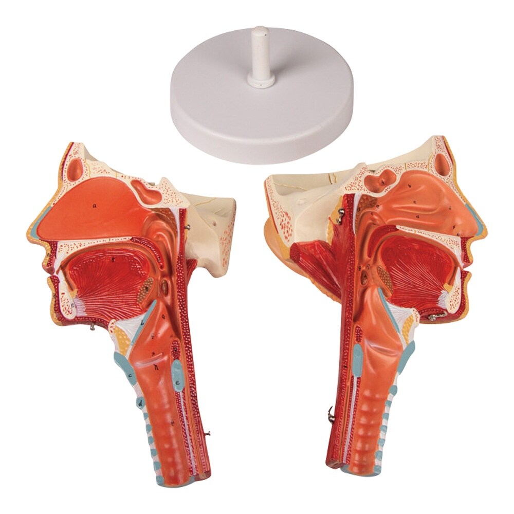 喉と喉頭モデル C133