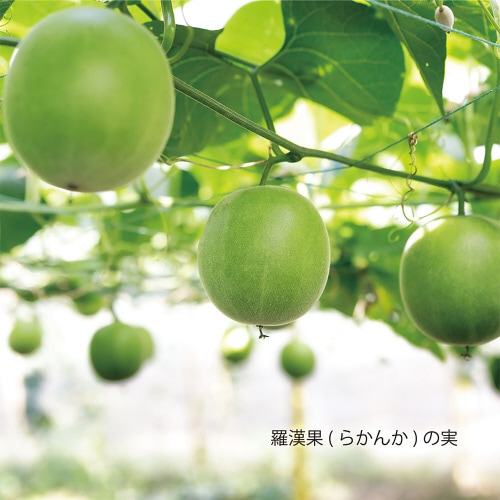 フォワード ラカントS顆粒 1kg×2個