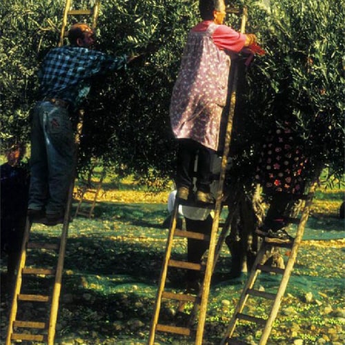 ランピンツェーリエクストラバージンオリーブ油