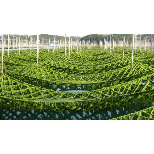 鹿児島青さのり佃煮九州うまくち醤油味95g×12個