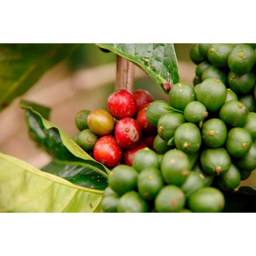 オーガニックフェアトレードインスタントコーヒー詰替